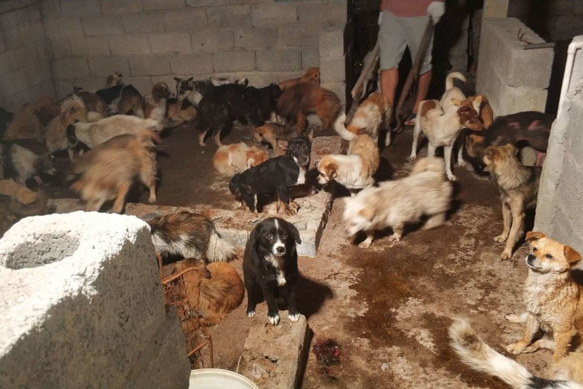Ahead of #Yulin, video documents horrors of a dog slaughterhouse. 😢 hsus.link/51w2c8