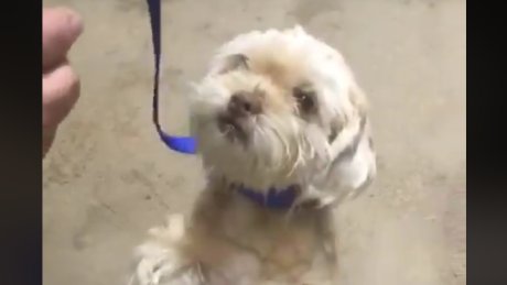 CBCToronto's tweet image. Have you seen Toby? 7-year-old Shih Tzu stolen in Scarborough ift.tt/2ypEUFX