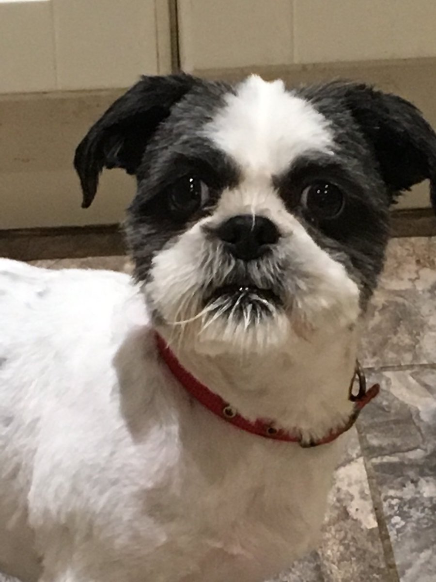 jeffers_ben's tweet photo. I feel my dog with a haircut looks a bit like @JoeLoTruglio 🤔 #InANiceWay https://t.co/kOAwSTUqOD