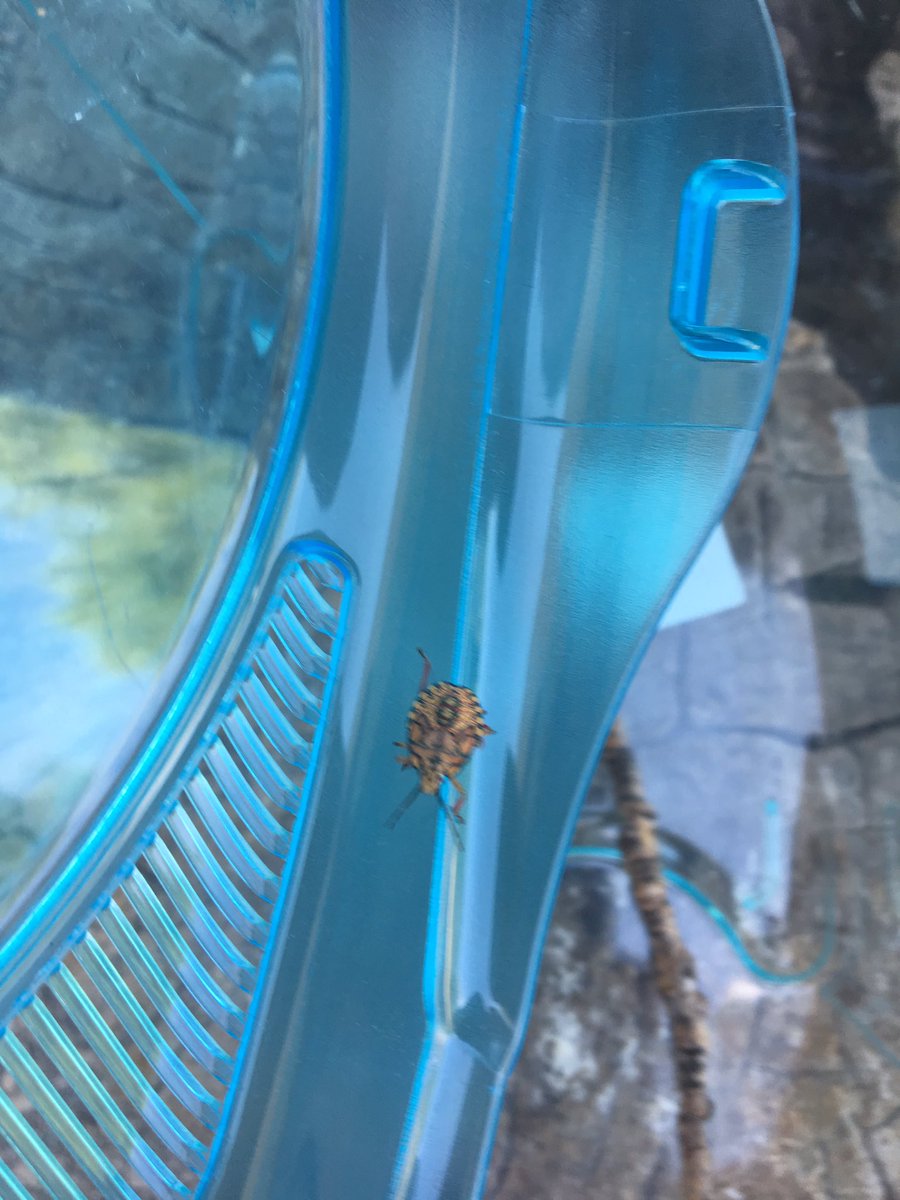 JenAnneWilson's tweet photo. Outdoor Kindergarten Continues!
#findingbugs
#raking
#digging https://t.co/mc9Urb7NpX