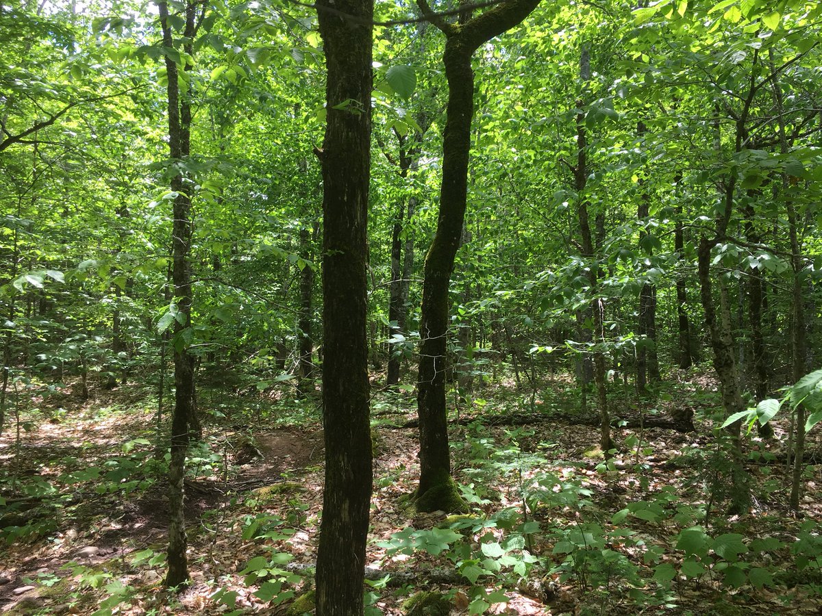 munn_douglas's tweet image. Back at it. Doubled up in Douglas, NB because i’m fond of the name. #BlackleggedTicks #research