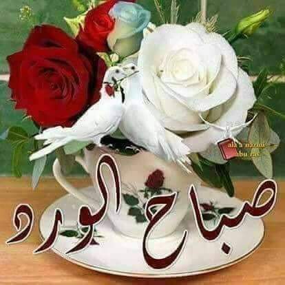 الصبح بسمةأمل وأحلام فوّاحة
وترنيمةالشوق تعزفهاعصافيره

وأمانيٍ ماتغيب.ونفس مرتاحة
وقلبٍ قنوعٍ بماتكتب مقاديره

#صباح_الخير🌹🍃