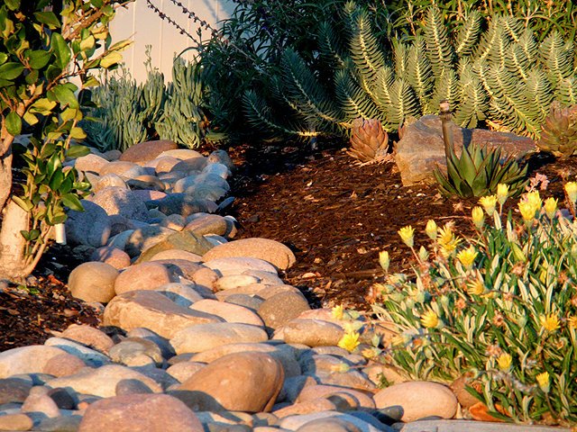fezandmario's tweet image. #bioswale #rainharvest #riverrock #goldcoin #asteriscus #euphorbiarigida #senecio #bluechalksticks #landscapedesign #blackmountainlandscapedesign #sandiego