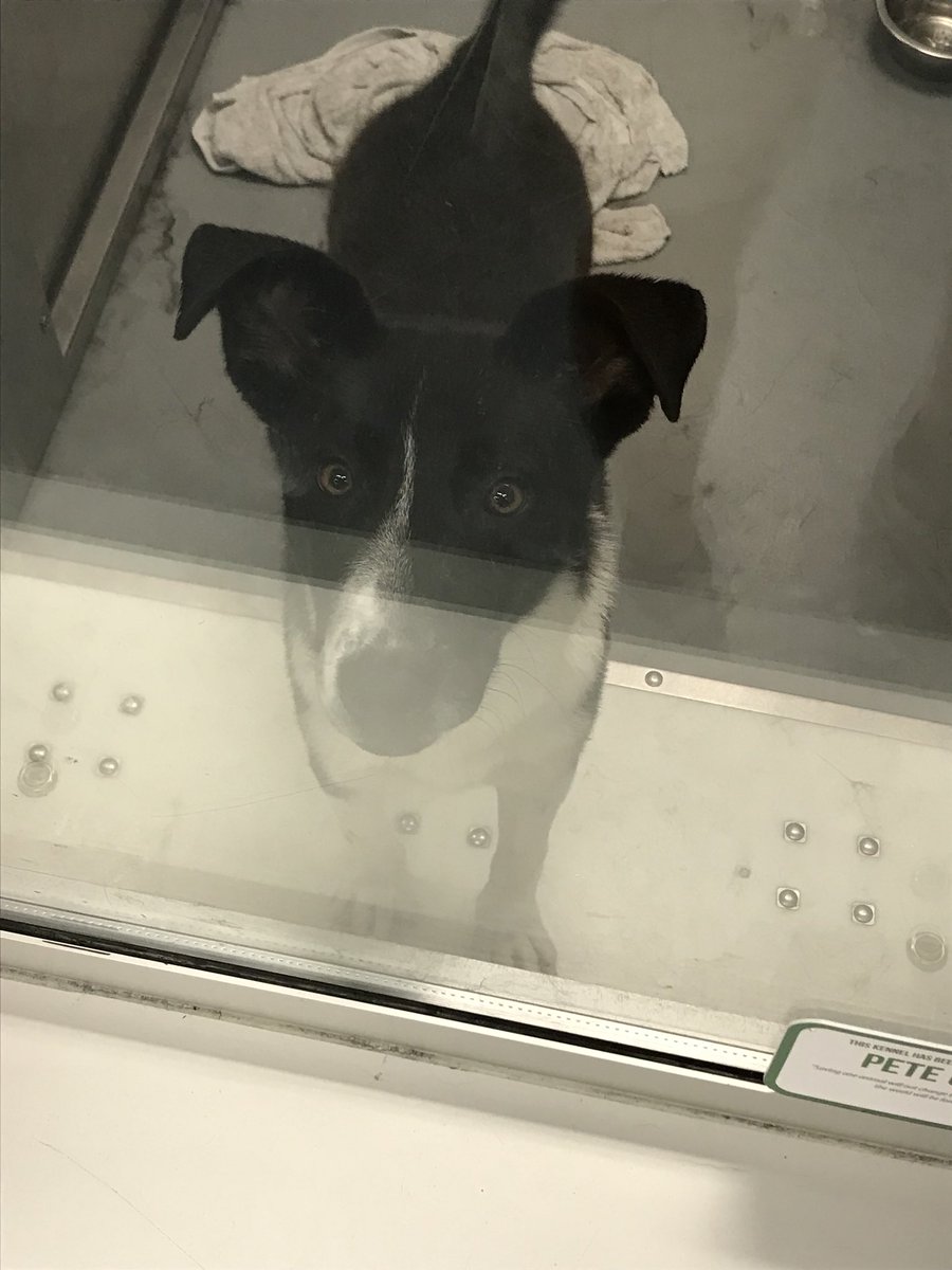 HSNTinderKeller's tweet photo. Their forever home can’t come soon enough! https://t.co/ny5MLfLENl