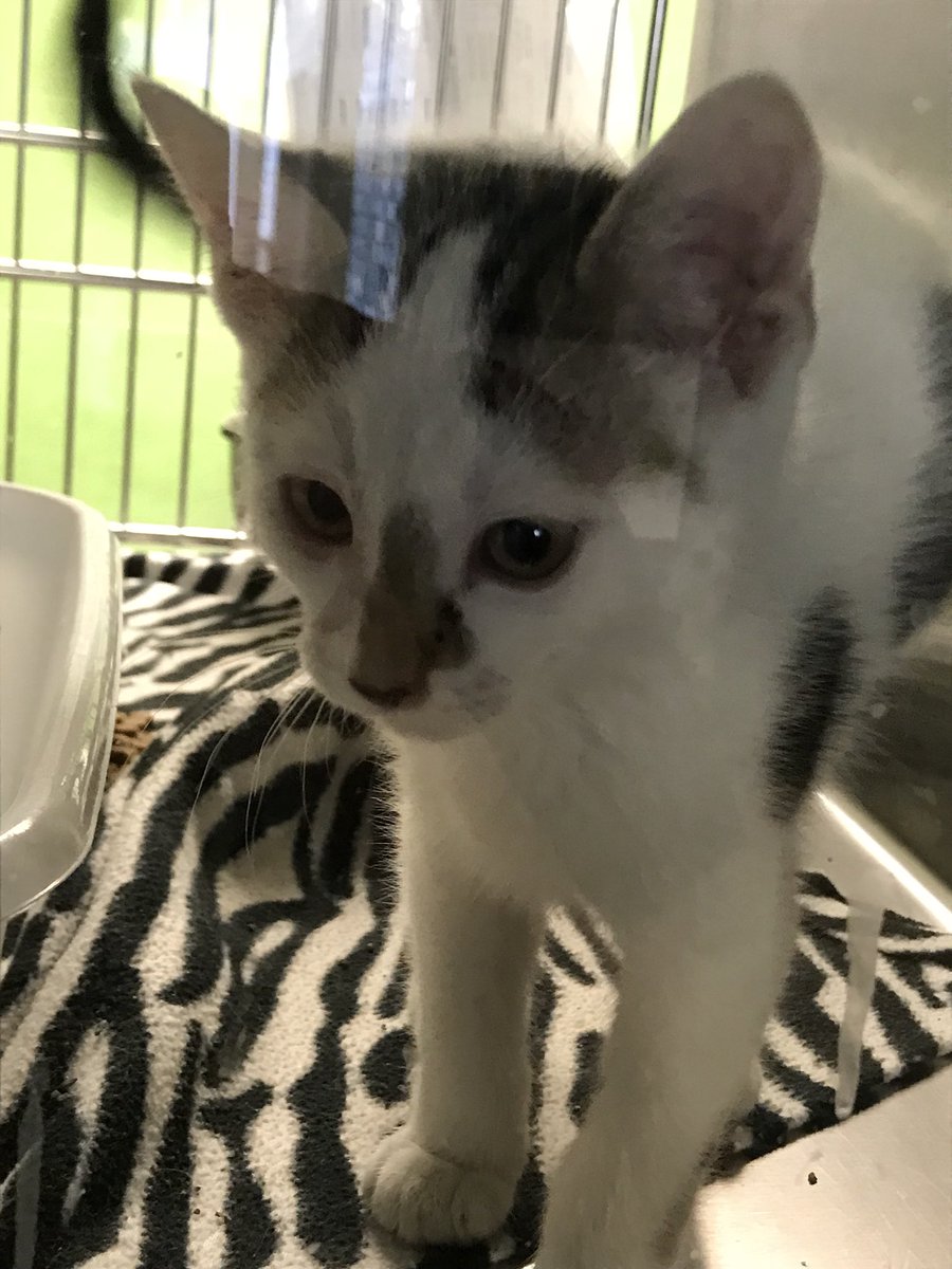 Their forever home can’t come soon enough!