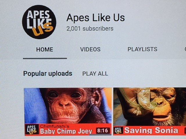 globioapes's tweet photo. MILESTONE - Woohoo you did it! 2000 subscribers to our Apes Like Us YouTube channel - THANKS to everyone for you support this past year in reaching this milestone!! Apes Like Us Episode 1 https://t.co/a4gH90TKWg via @YouTube #GreatApes #ApesLikeUs https://t.co/SSjPuzqnwM