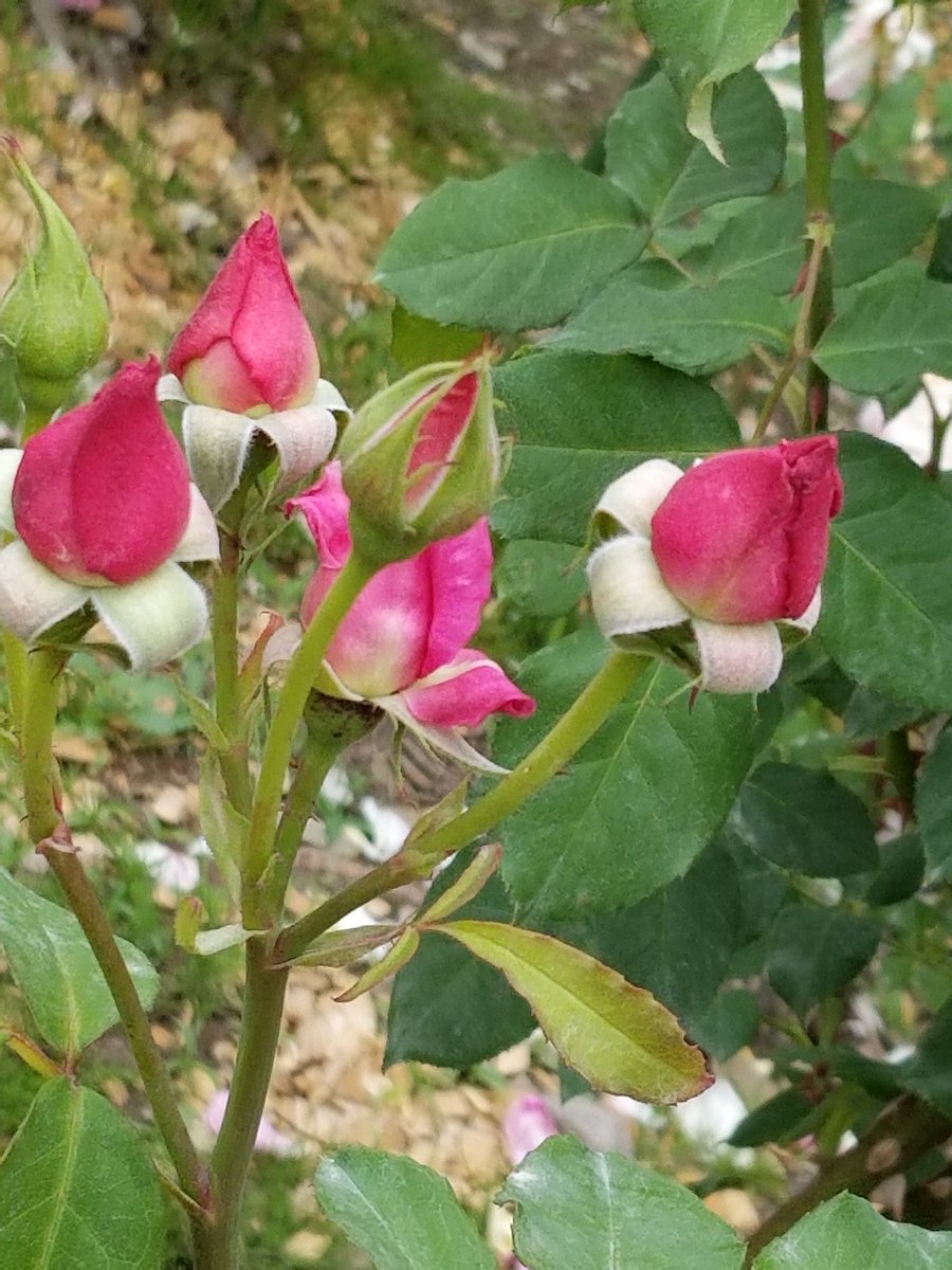 おはようございます
最高気温21℃ 雨の朝
大きな地震のあった
地域には
大雨警報の出ている所も
ある様ですね…
二次災害が起こらないよう
祈っています
避難所でお過しの皆様には
体調に気を付けて
頂きたいと思います*ത✿.°

6/20 (水)
º°˚˚°º Ĥάνέ ªŊĭŒ Ðάγ º°˚˚°º