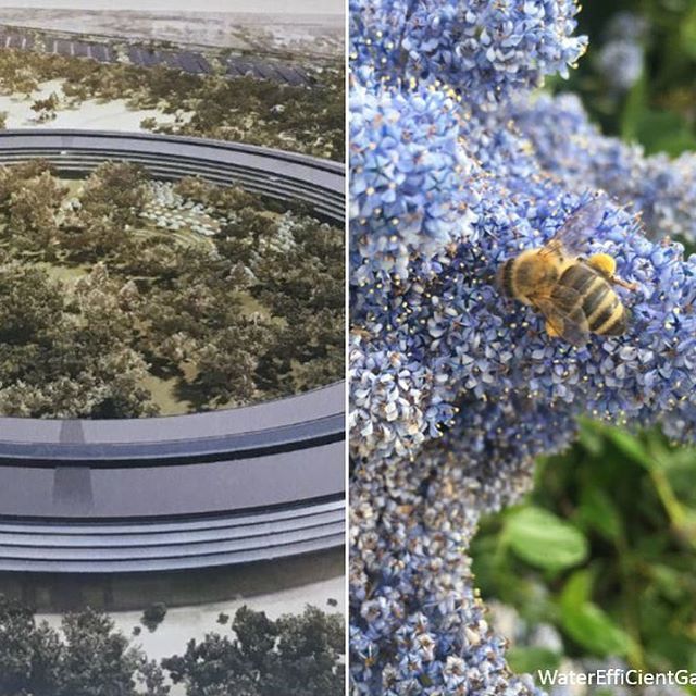 WaterEffGardens's tweet photo. What does Apple grow on its vast campus? Lots of California native plants that provide habitat for bees and other pollinators #applecampus #pollinators #pollinatorweek2018 #pollinatorweek #applespaceship #spaceshipcampus https://t.co/UzMO9mFWHC https://t.co/Rx1wwCELwr