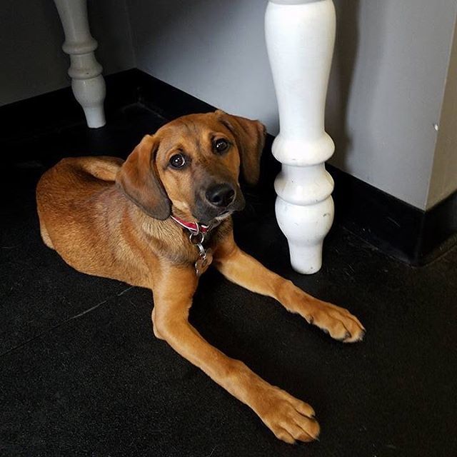 theurbanhound's tweet image. This face, though! We are so in love with Sawyer, the newest addition to our puppy daycare program. ·
·
·
#theurbanhoundhotel #urbanhound #dogsofthesouthend #dogsofboston #theurbanhound #southenddogs #bostondogs #bostondogtrainer #bostondogwalker #boston… ift.tt/2ypsfml