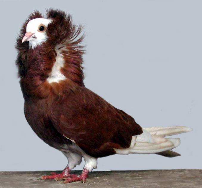 Fancy Pigeons basically look like they descended from a tower to tell you to retrieve Vecna's Skull for them.