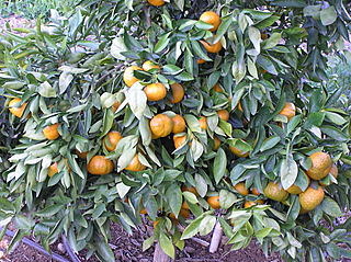 theMulch's tweet image. Citrus Fruits Recommendations for Southern California from Richard Frost themulch.com/articles/plant… #gardening #plantcare #plantrecommendations