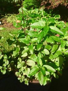 SpaNanaimo's tweet photo. Mint is easy to grow and has many uses in the kitchen, around the home, and is an amazing part of your self-care. Making #MintTea is an amazing way to take advantage of this herb's healing properties.

Read here how Mint Tea can aid any season's ailments. https://t.co/qu8Tk21tqu https://t.co/Kf6vdxoDH5