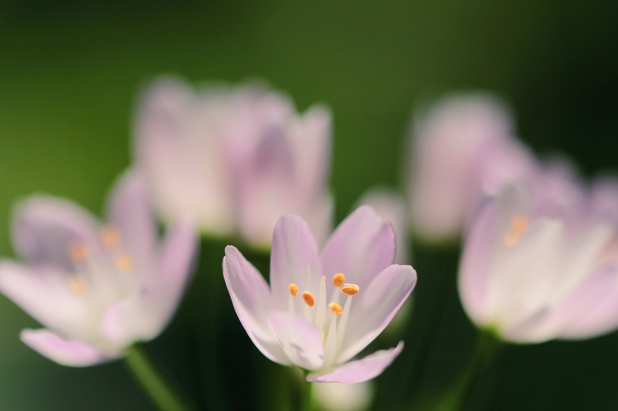 Q2 庭のアリウム ロゼウム 薄桃色の小さな花を咲かせる可憐な花 中央の赤いものはムカゴと呼ばれる栄養繁殖器官です 簡単にいうと地上部にできる球根みたいなものかな 耐寒性は強く高温多湿に弱いので北国には向いているようです アリウムシリーズ Q2 庭のアリウム ロゼウム 薄桃色の小さな花を咲かせる可憐な花 中央の赤いものはムカゴと呼ばれる栄養繁殖器官です 簡単にいうと地上部にできる球根みたいなものかな 耐寒性は強く高温多湿に弱いので北国には向いているようです アリウムシリーズ