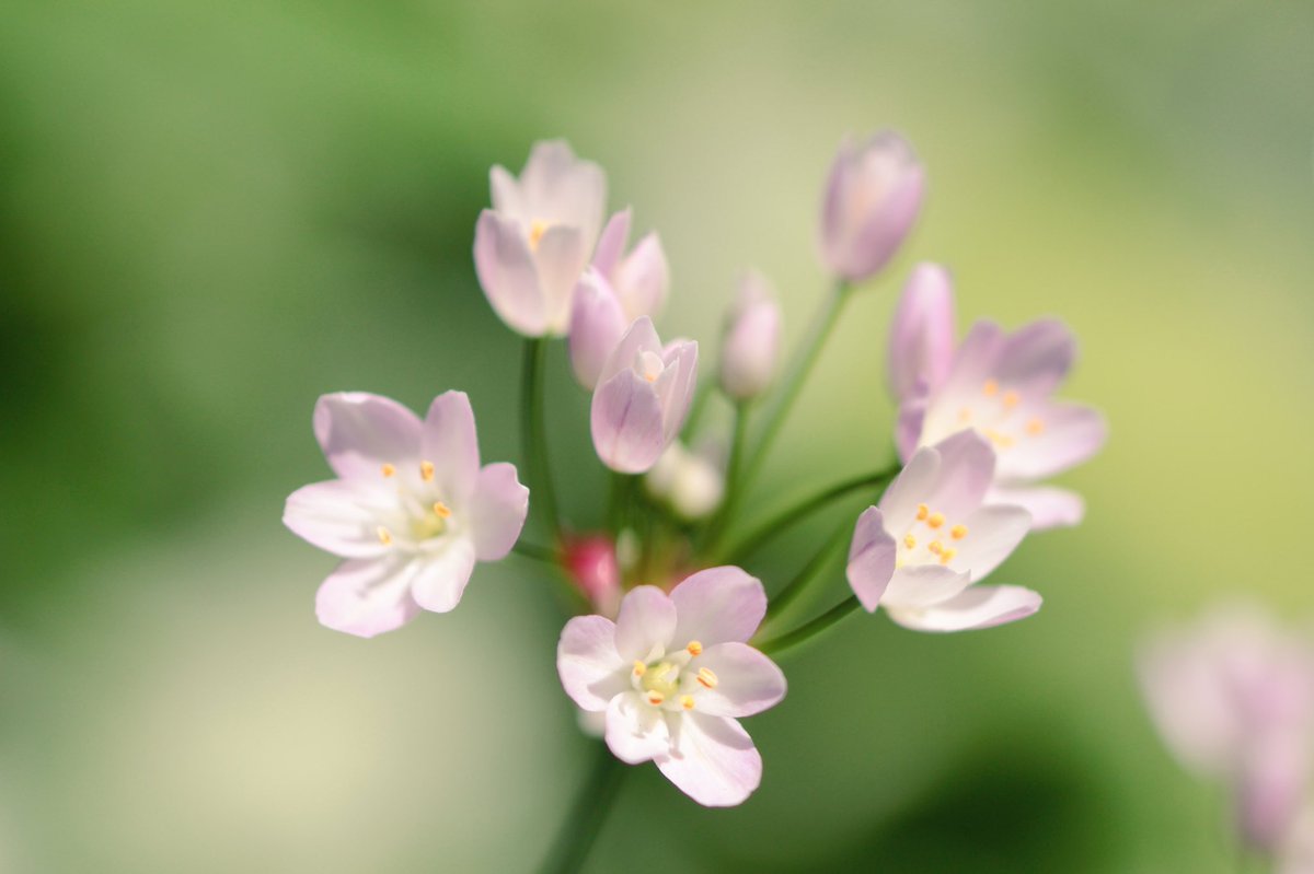 Q2 庭のアリウム ロゼウム 薄桃色の小さな花を咲かせる可憐な花 中央の赤いものはムカゴと呼ばれる栄養繁殖器官です 簡単にいうと地上部にできる球根みたいなものかな 耐寒性は強く高温多湿に弱いので北国には向いているようです アリウムシリーズ