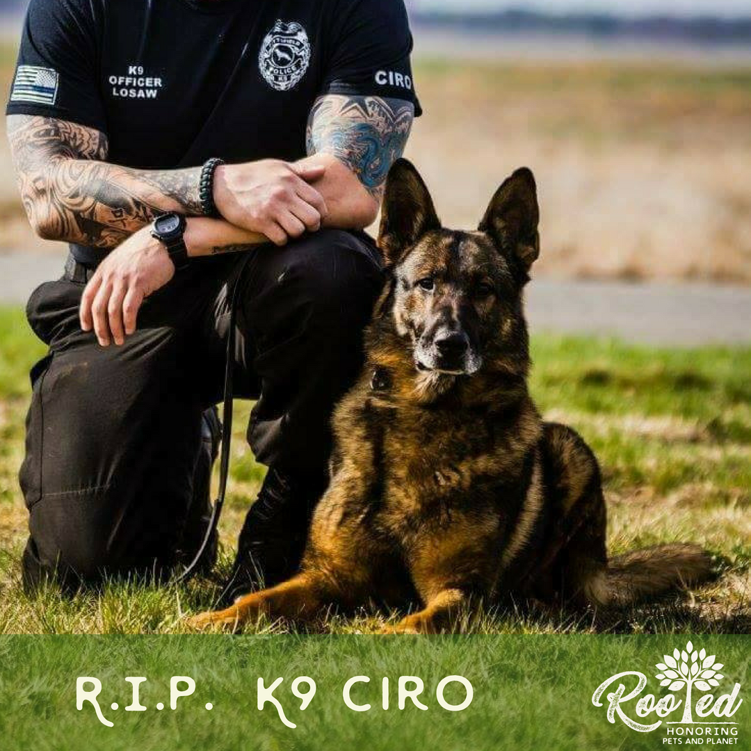 RootedPet's tweet photo. R.I.P. K9 Ciro - 5/22/2018. Thank you for your years of service with the Pittsfield, MA Police Department. #rootedpet #rip #petloss #rainbowbridge #dog #pet #dogsofinstagram #k9 #k9sofinstagram #policedog #k9unit #policeK9 #k9love #k9hero https://t.co/DHgCxCfrgH