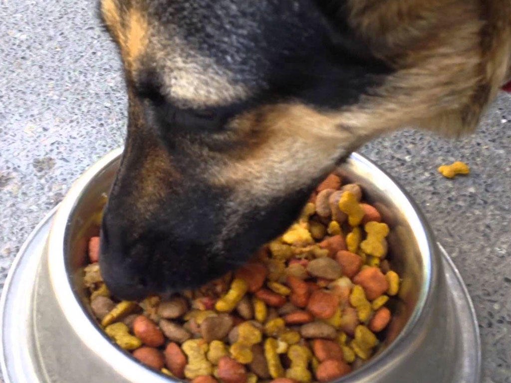 globalk9ps's tweet photo. You can slow down your dog's eating without having to buy one of those fancy bowls! Click for this trick: https://t.co/ddsLnQLm6s https://t.co/PPwQ09mWbA