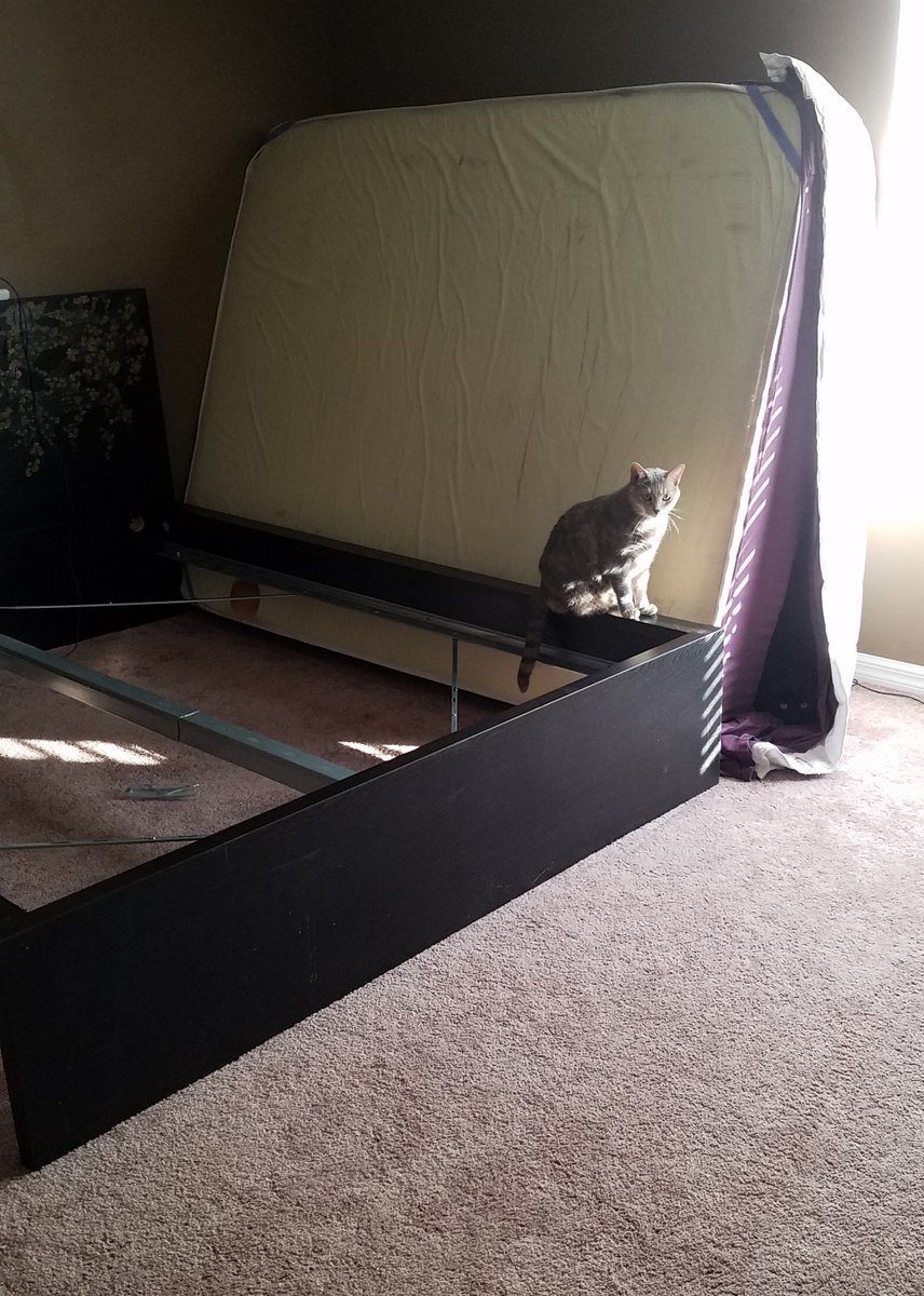 BestCatArwyn's tweet photo. Momma's lovely furrsistant.
#BestCatInTraining #FufuCuddlyPoops #moving #ikea #putitbacktogether #cat https://t.co/eDEl98mY83