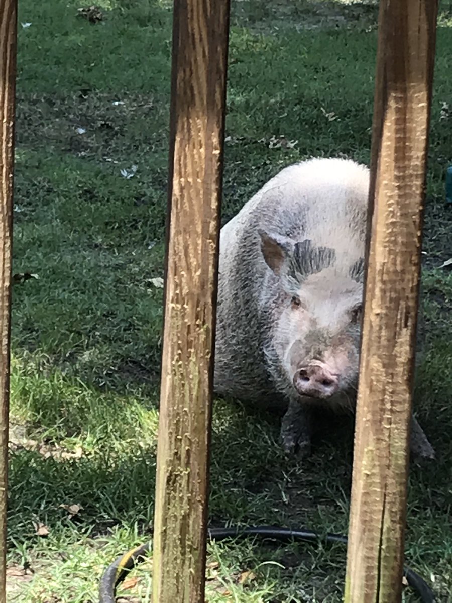 minipiginfo's tweet image. That moment when you just finished giving your mini pig a bath and turn around to see this. A******. Now your pig is “mud colored” instead of clean. #minipig #minipiginfo #minipiglife #pigsthatarejerks