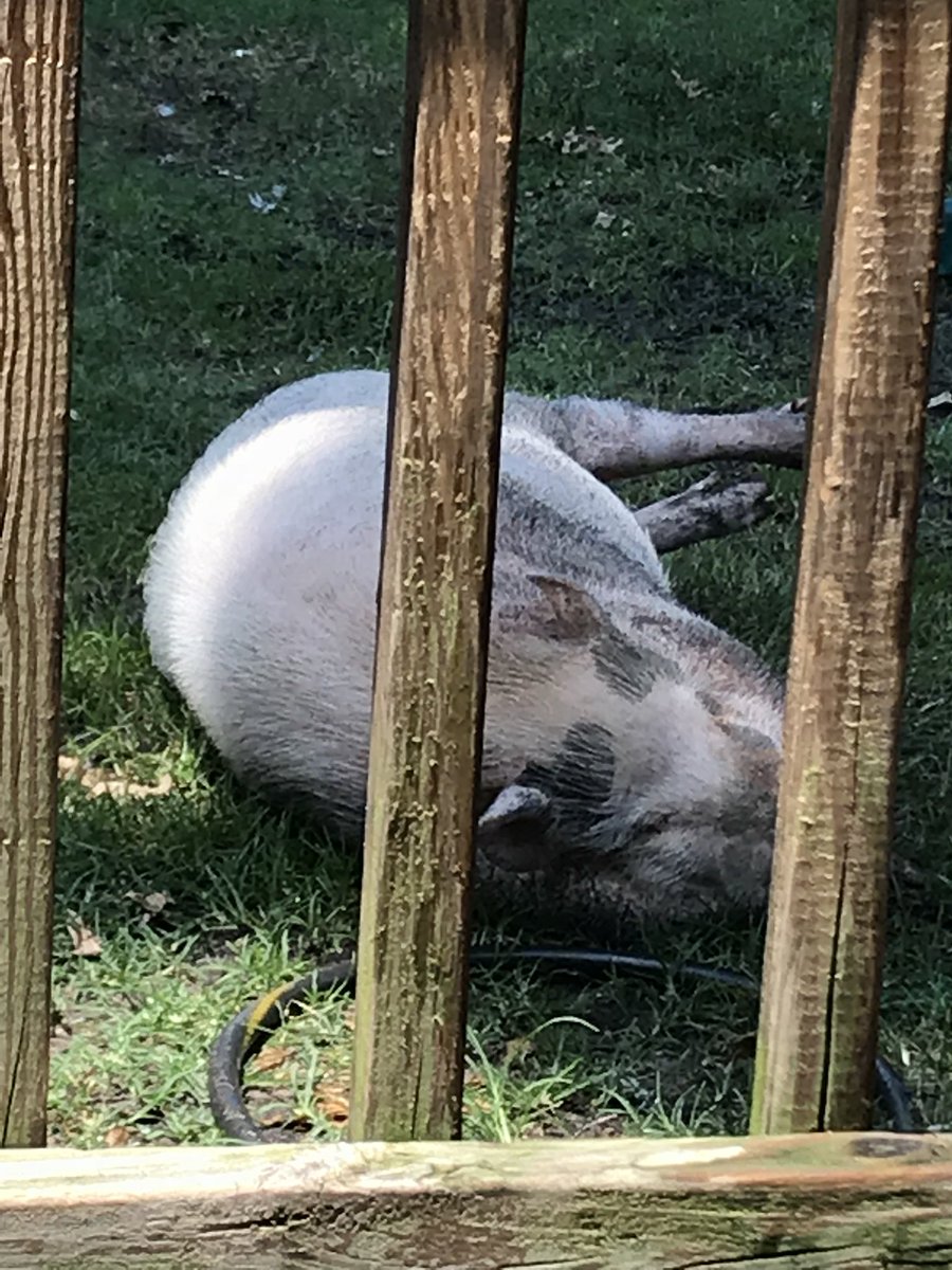 minipiginfo's tweet image. That moment when you just finished giving your mini pig a bath and turn around to see this. A******. Now your pig is “mud colored” instead of clean. #minipig #minipiginfo #minipiglife #pigsthatarejerks