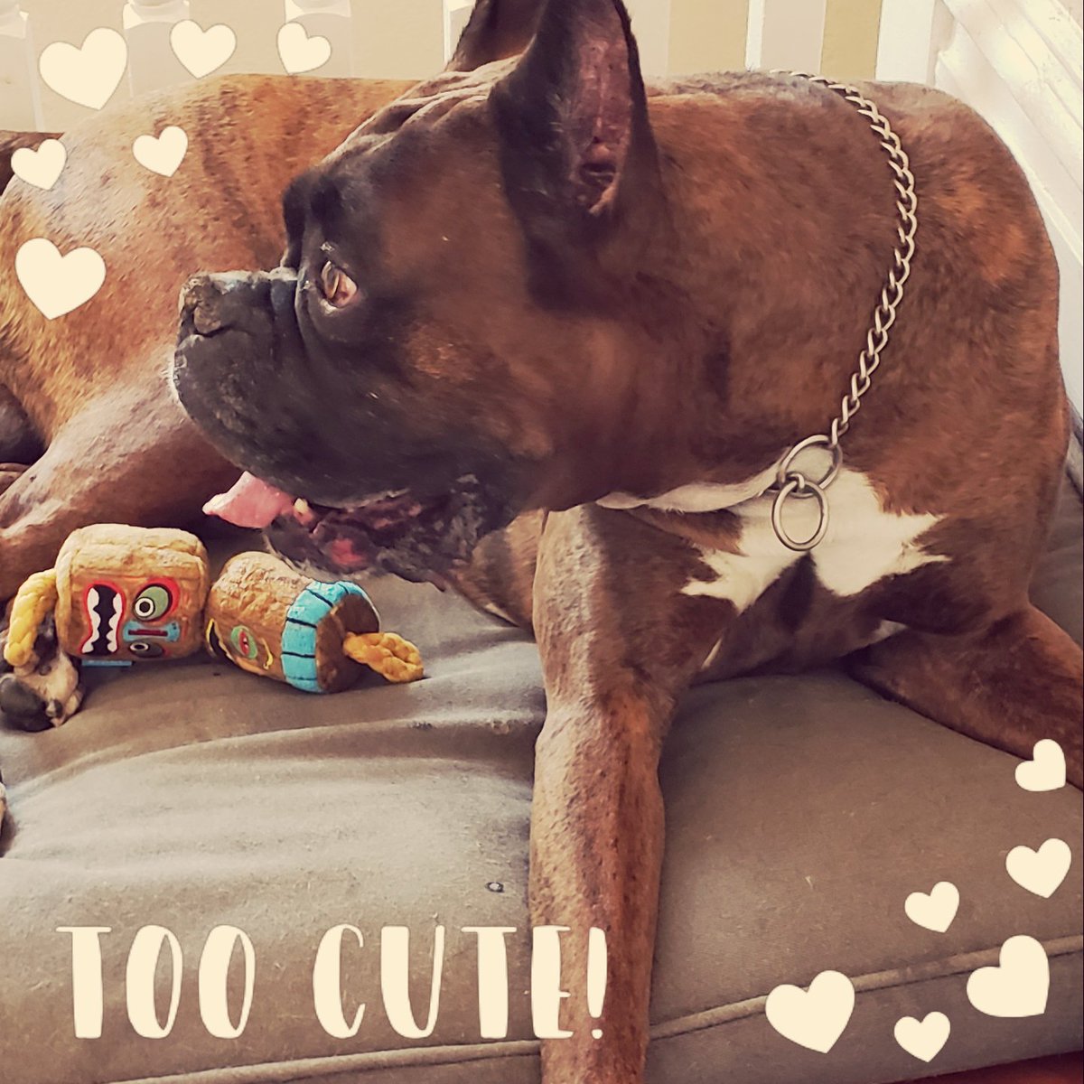 mel_michell's tweet image. awe, Mr.Lennox and his new buddy he got. Lennox says "arf, thx Influenster. maybe his  new favorite toy
@BarkBox @Influenster #BarkBoxInfluenster #complimentary #contest
 #InfluensterXBarkBox, #complimentary, #contest, @barkbox, @Influenster  bit.ly/2KoZp6v