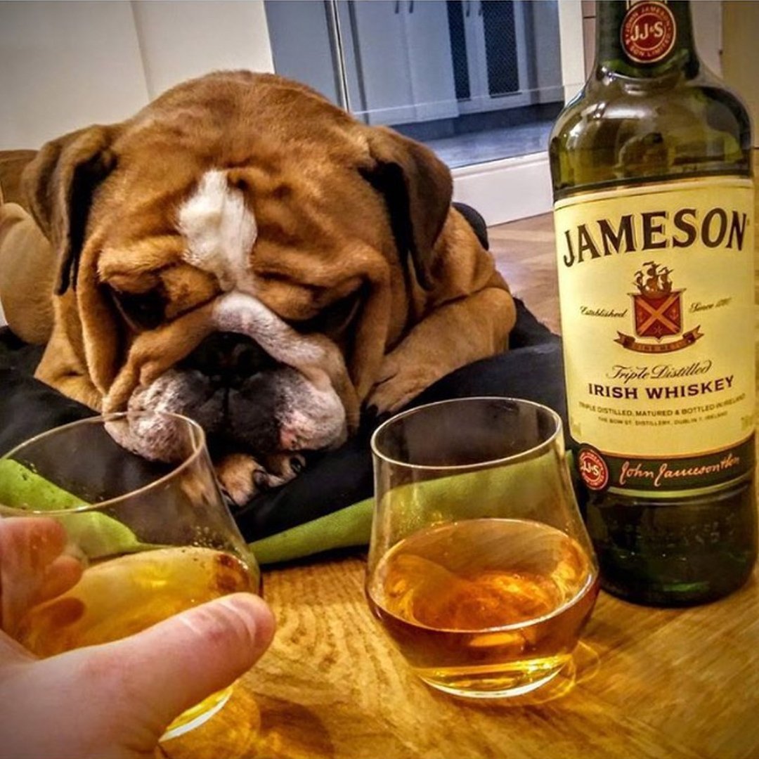 If someone poured a Jameson and you couldn’t have any, you’d be frowning too.
Via Triona Fitzgerald #Jameson #GoIrish #TripleDistilled