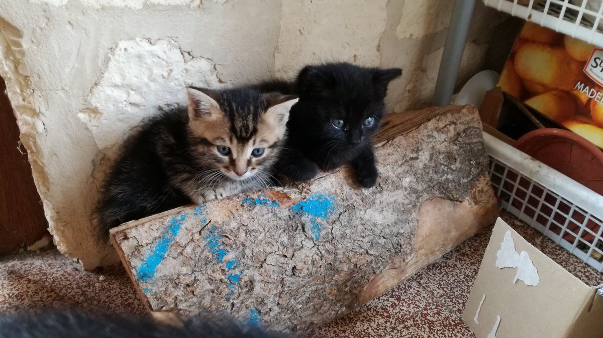 Pascal02300's tweet image. Les deux nouveaux Pirates...