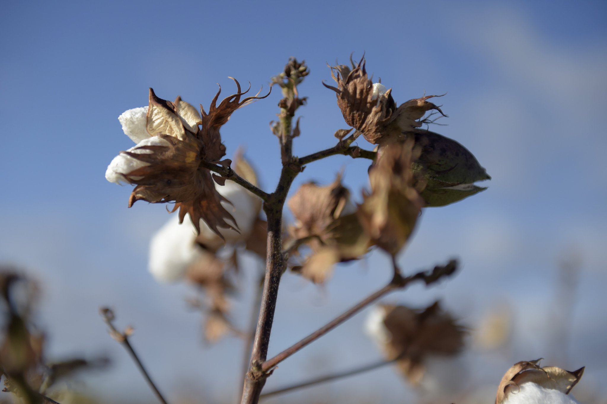 Bloombergquint On Twitter In The Global Cotton Market, India Stands Bloombergquint On Twitter In The Global Cotton Market, India Stands