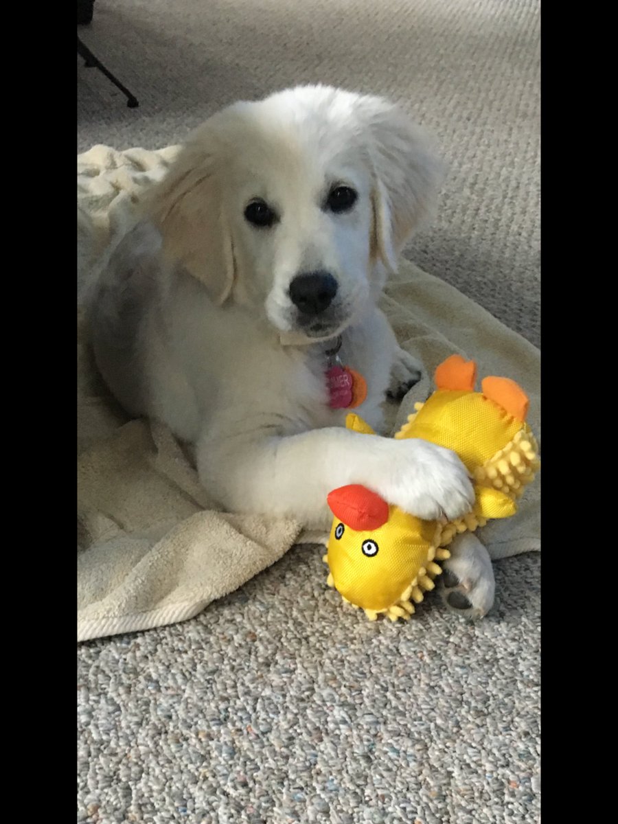 KrageVal's tweet photo. Lucky me... I get to puppy sit for a week!
Good luck at Nationals @tkrags &amp; @ClubFusionVB 17 Red! https://t.co/Iuu4qMKrYG