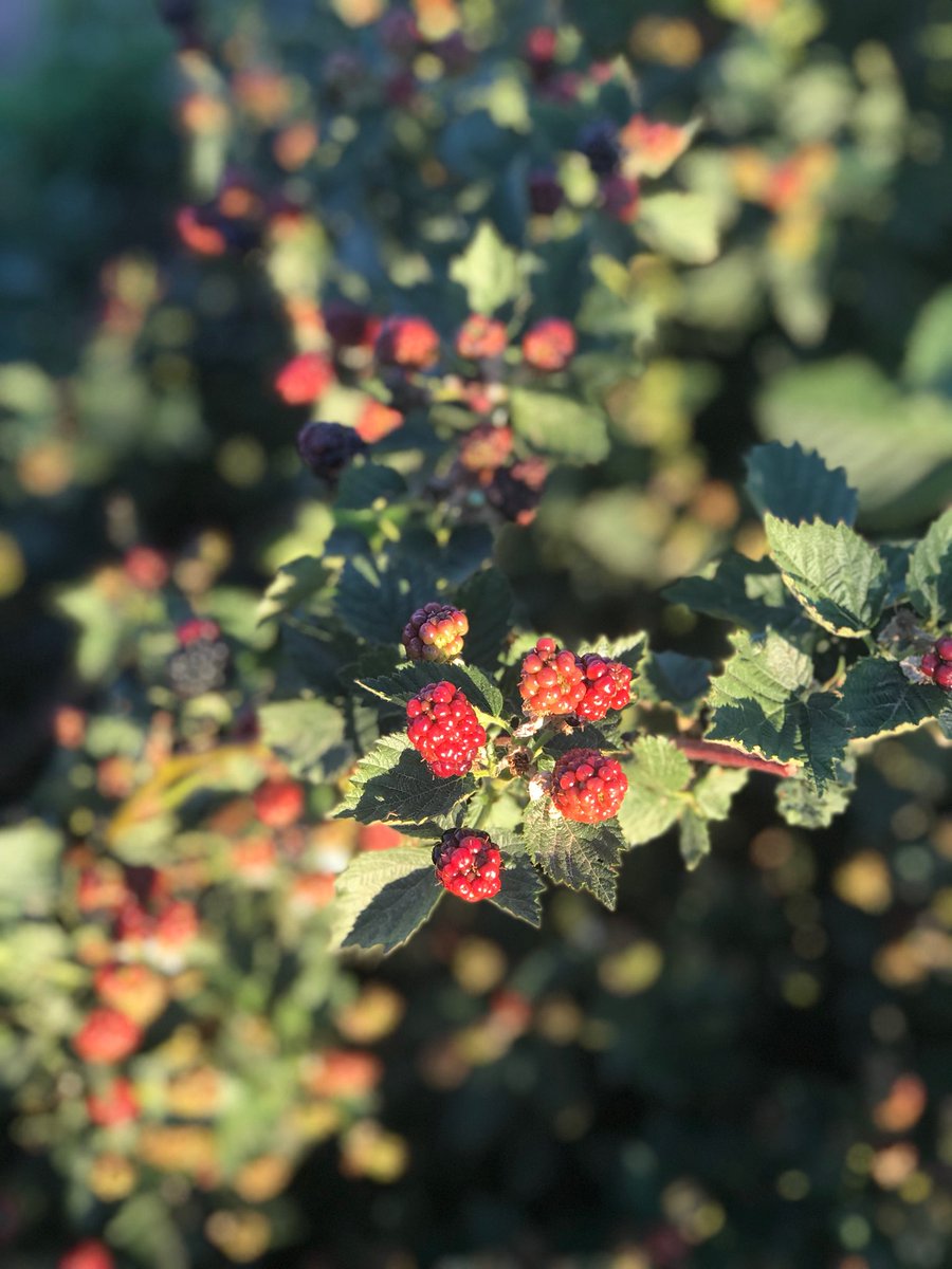 Mortimer Farm tweet media