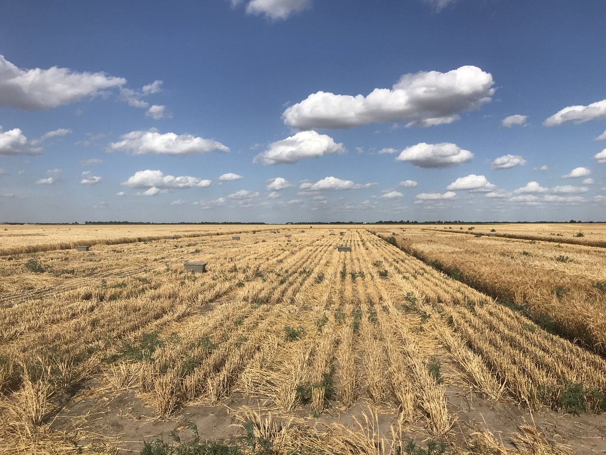 Wheat_MaryG's tweet image. Working hard with my USDA-ARS crew to stay ahead of the (badly needed) rain.  Some of these bags were surprisingly full.  #WheatHarvest18