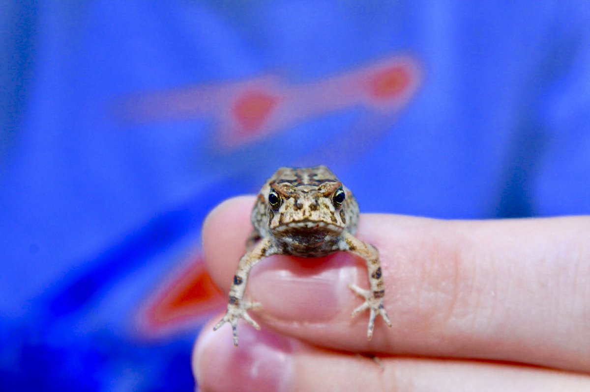 FHCMaxwell's tweet image. So much was done, seen, experienced, learned, and will be missed! Our 2018 student trip to Costa Rica so great! Who wants to be in Belize next summer?!?!? #EFTours #teachingoutsidetheclassroom #learnthroughliving