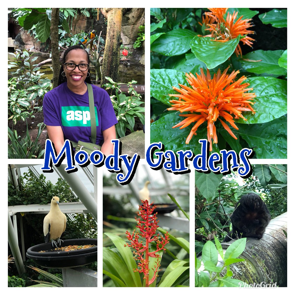 AliefMS_ASP's tweet image. The rain couldn’t keep us away from Moody Gardens! #rainforest #summercampfieldtrip @AliefISD_ASP @alief_middle