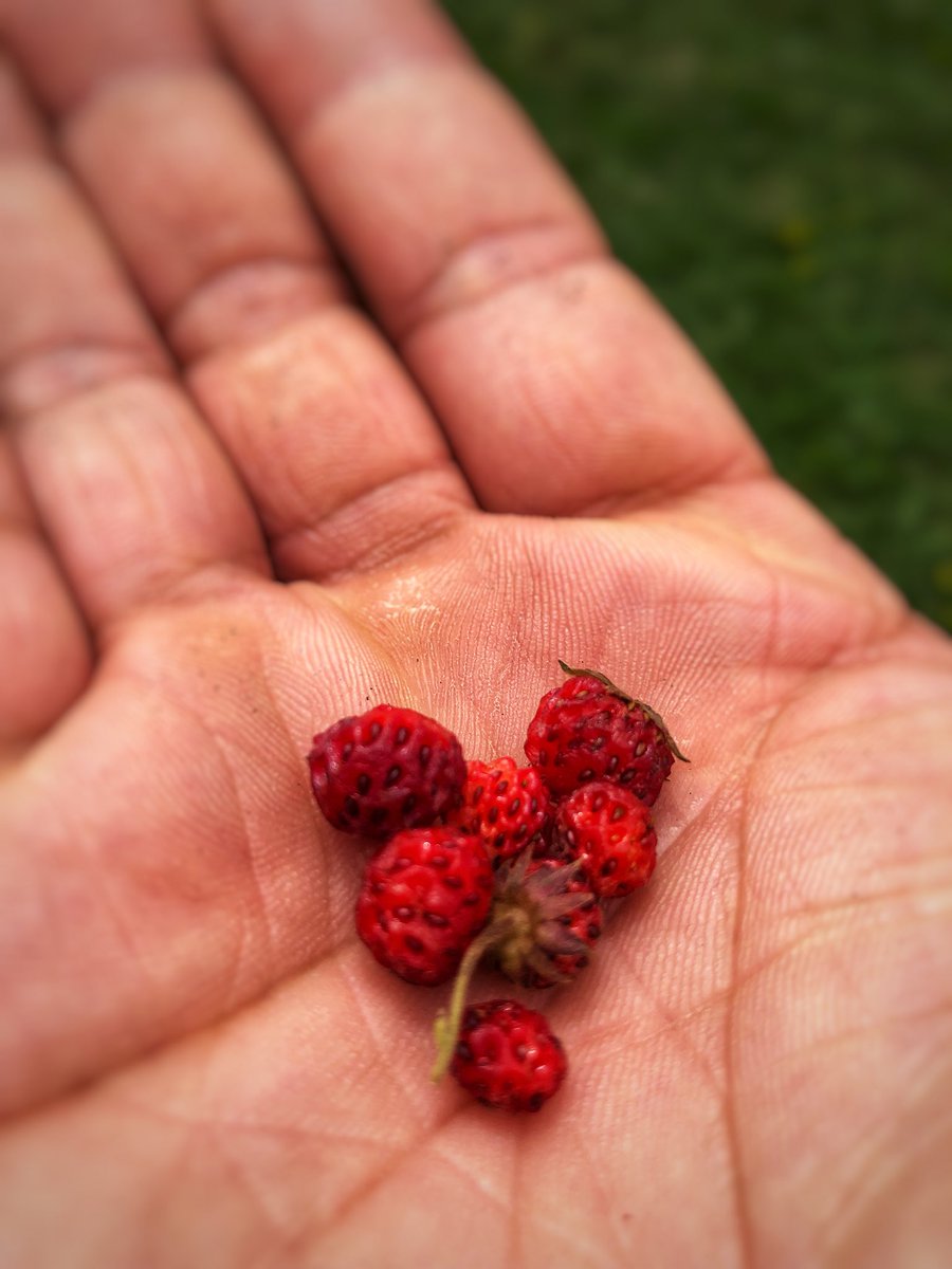 NgotiatingEdu's tweet photo. Perks of yard supervision in June! #wildstrawberries #BBroncos https://t.co/rqD1Jxw7br