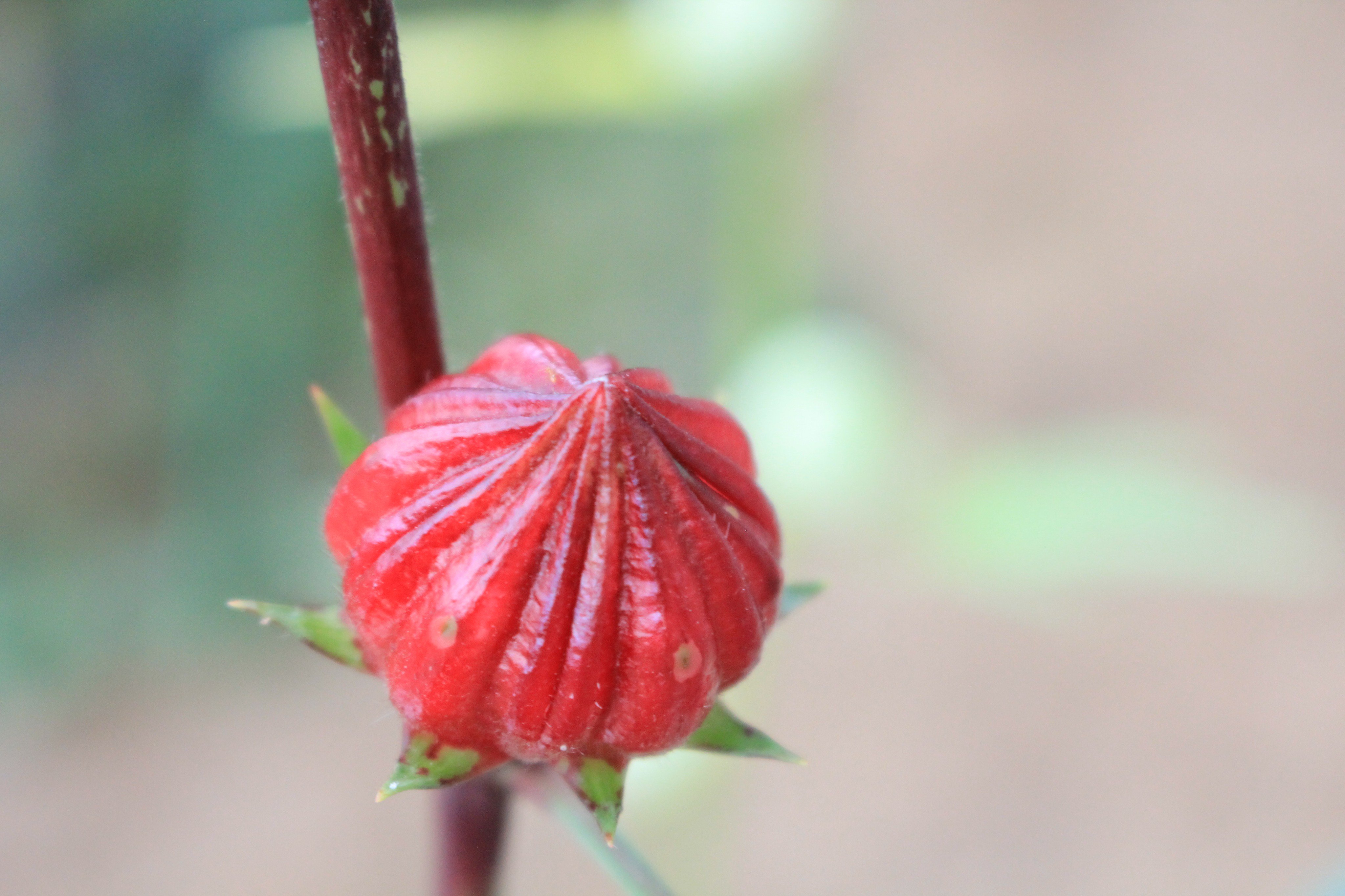 咲くやこの花館 ハイビスカスワールドにて ローゼル が開花中 こちらはハワイではなく アフリカ原産のハイビスカスです 肥大した萼 がく や苞 ほう は生食でき 色と酸味を生かしてジャムやハイビスカスティーとして利用されています 花の命は短く 午後