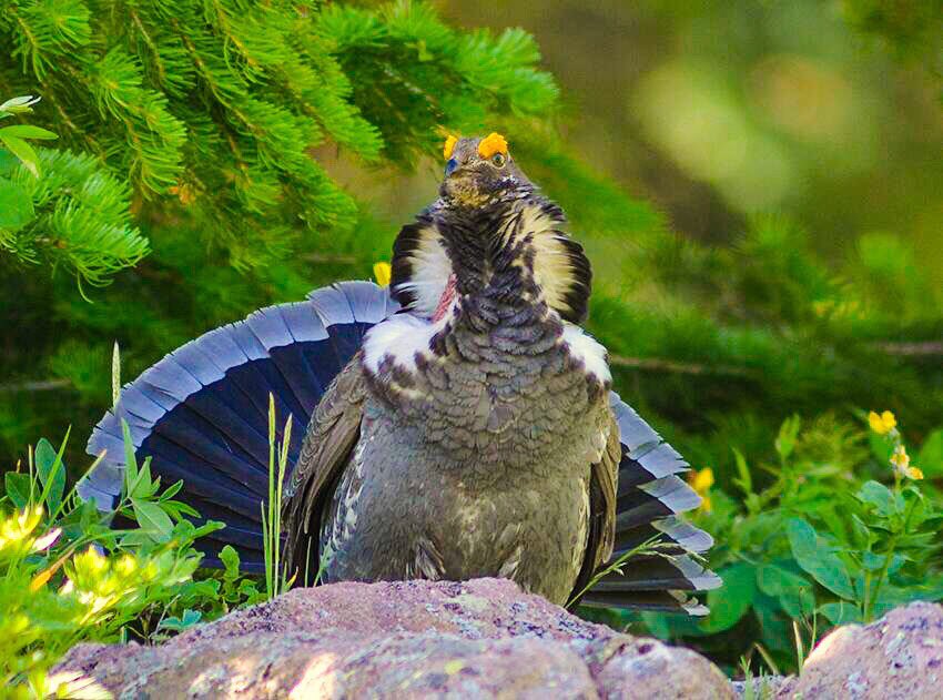 ThColoradoImage's tweet image. Male Blue Grouse out to get the girl.