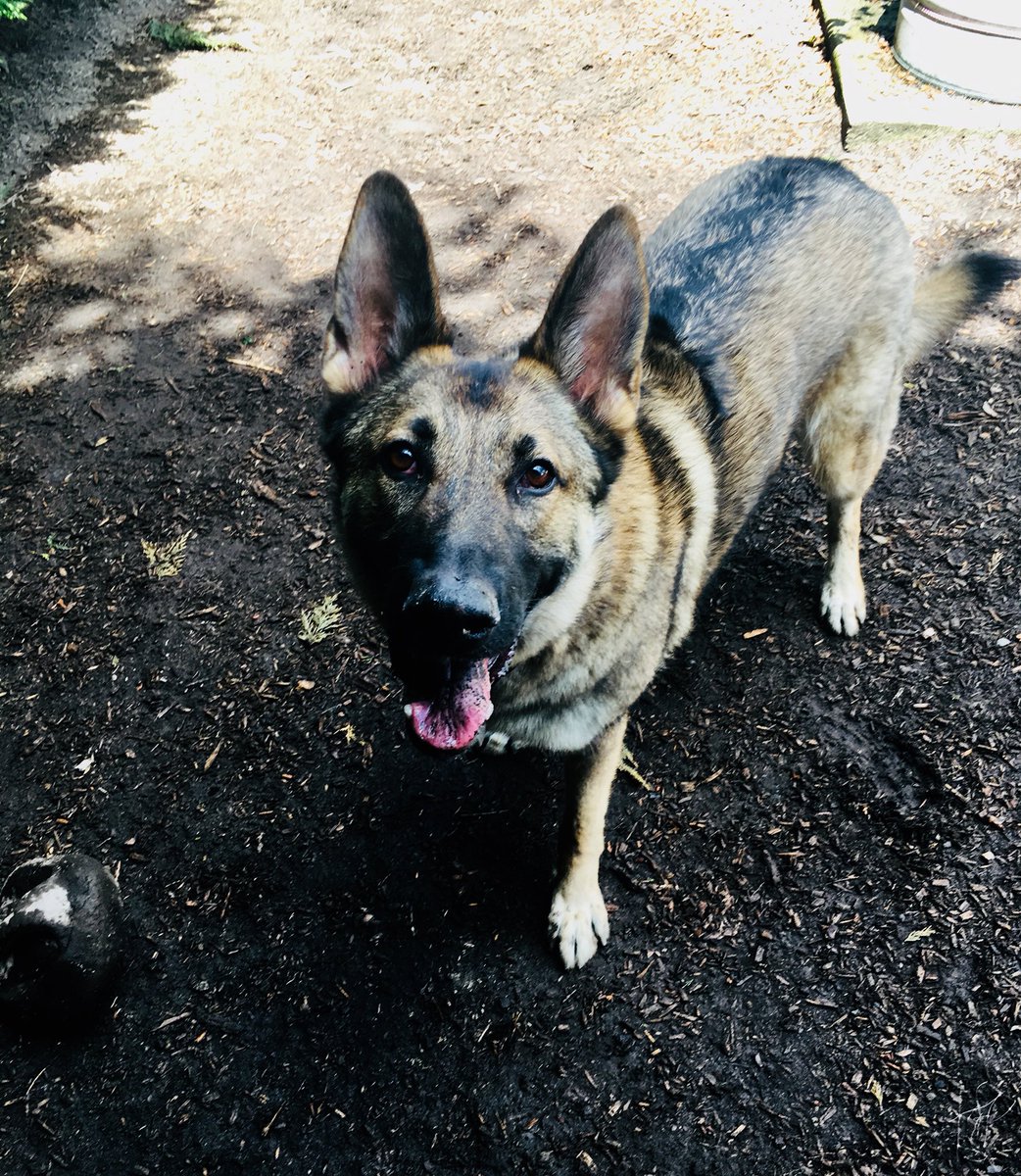 WeAreTeamSniff's tweet image. 1. Mocha
2. Hawkeye 
3. Houlihan

#dogsofseattle

sniffseattle.com

~ Tove