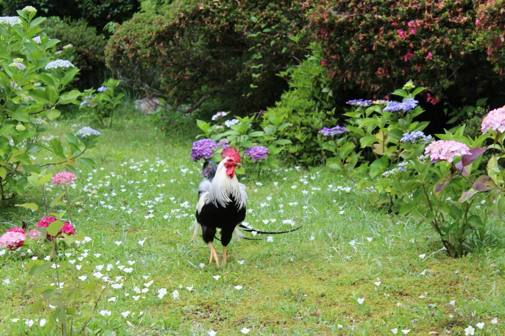 紫陽花の咲く境内を鶏が散歩する光景が美し過ぎてまるで屏風絵のよう これすごい リアル若冲だ Togetter