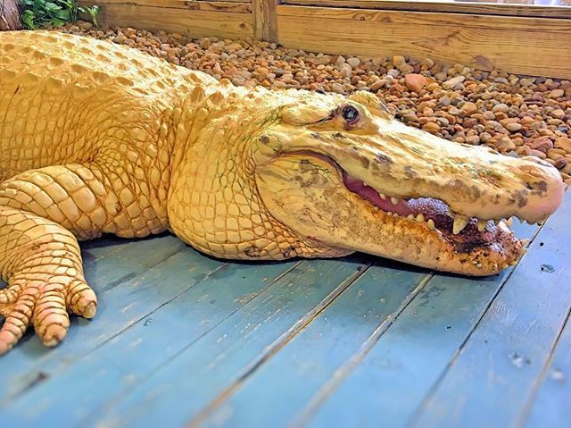 DJMEorlando's tweet photo. This Albino #alligator is awesome,  thank you #Gatorland for the #closeup opportunity #mykissimmee #instameetkissimmee https://t.co/Wa5MGk1Ia0 https://t.co/xK4Cwfd5Ov