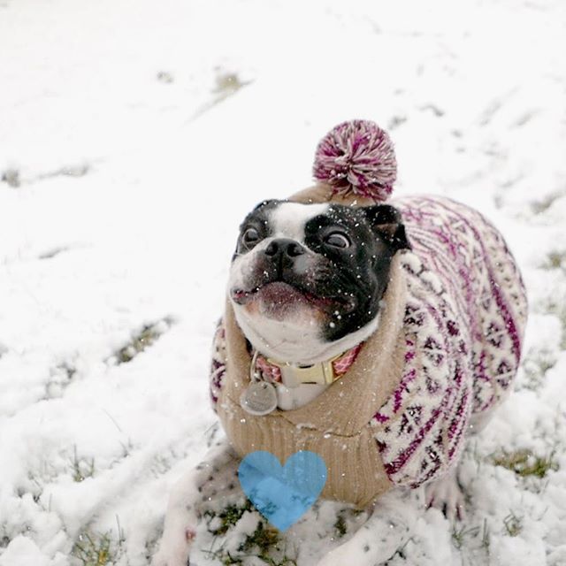 OMD!! It’s puppin’ cold!!!! 😱 Let me innnnn!!!! 😫 I created what you requested!! #SteamingPoopsicles #YellowIce 😏 .
.
.
.
#badassbostons #bostonterriercult #bostonterriersofinstagram #bostonterriersforever #thebostonterrierlove #thewoofdaily #awhdaily #woof #mydogiscutest #b…