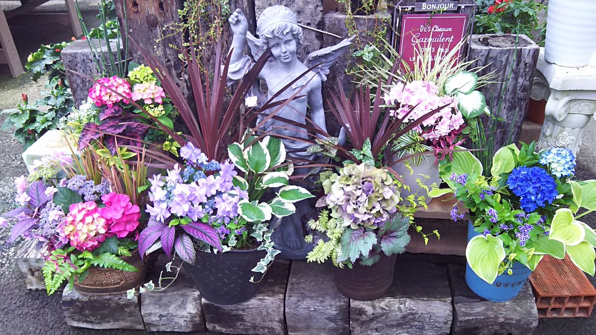 ユアサ園芸 A Twitter 今日は 日陰に強い植物 の寄せ植え教室でした みなさん素敵な作品が出来上がりました 寄せ植え教室 Flower 花のある暮らし 群馬 アジサイ