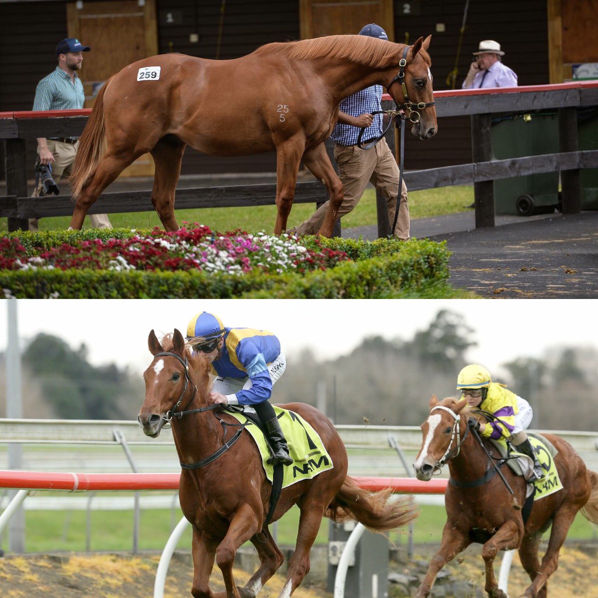 KarakaChat's tweet photo. #KarakaGraduate BOTTI (NZ) (Jakkalberry), a three-quarter brother to #LionTamer, was an impressive winner on his raceday debut today 🏅
The Baker/Forsman trained two-year-old will now be set on a path to emulate his Gr.1 #VRCDerby (2500m) winning relation.
#WhereWinningBegins https://t.co/UexQ296lAt