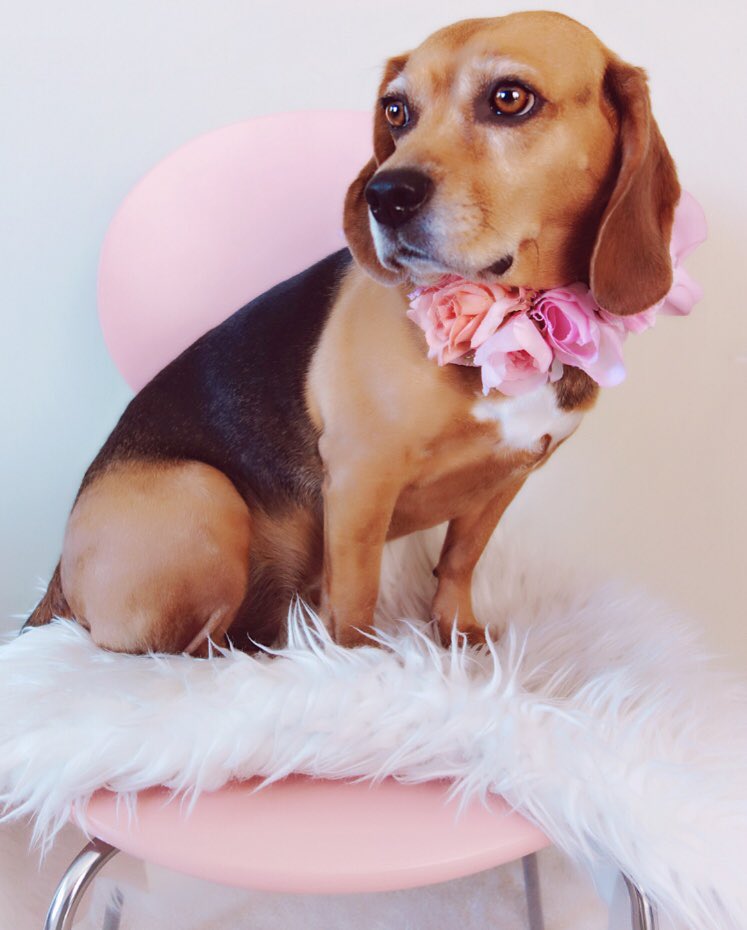 DecoratorDiva1's tweet photo. ‘I pose for treats’ 🌸🐶🌸 #beaglemodel #beaglelife 🧀🥓🍕🍳🥖🥐🍗🍝🍦@beaglefacts #beaglefacts https://t.co/09VdXIYqEw