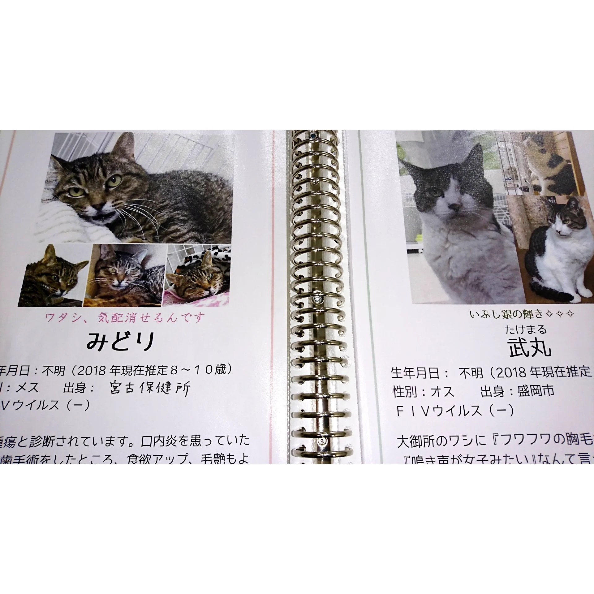NPO法人 もりねこ on X: 