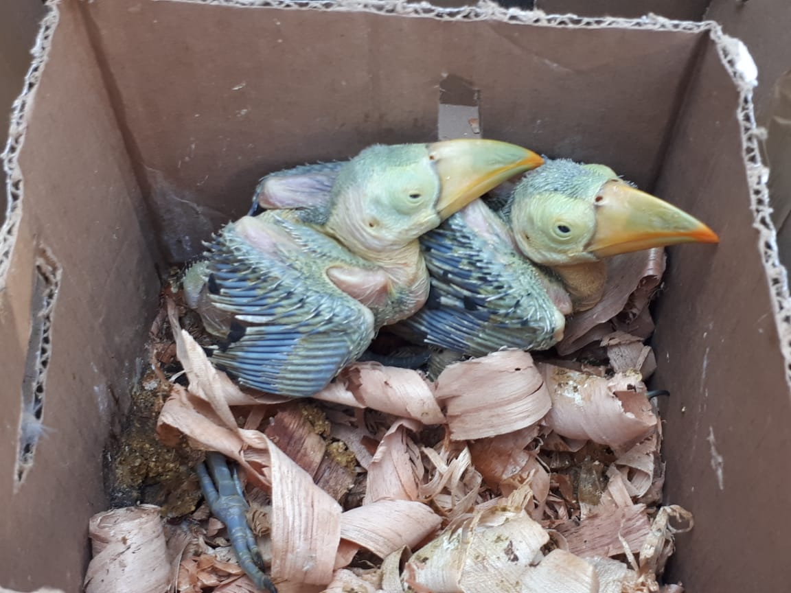 INTERPOL_HQ's tweet image. These young hatchlings were amongst nearly 4,000 #birds seized during #OperationThunderstorm. They were intercepted as they were being smuggled out of #Mexico. interpol.int/News-and-media… #WildlifeCrime