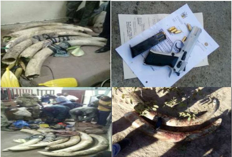 INTERPOL_EC's tweet image. @INTERPOL_EC Wildlife crime: global seizures and arrests in transcontinental operation bit.ly/2tjPwQM #OperationThunderstorm