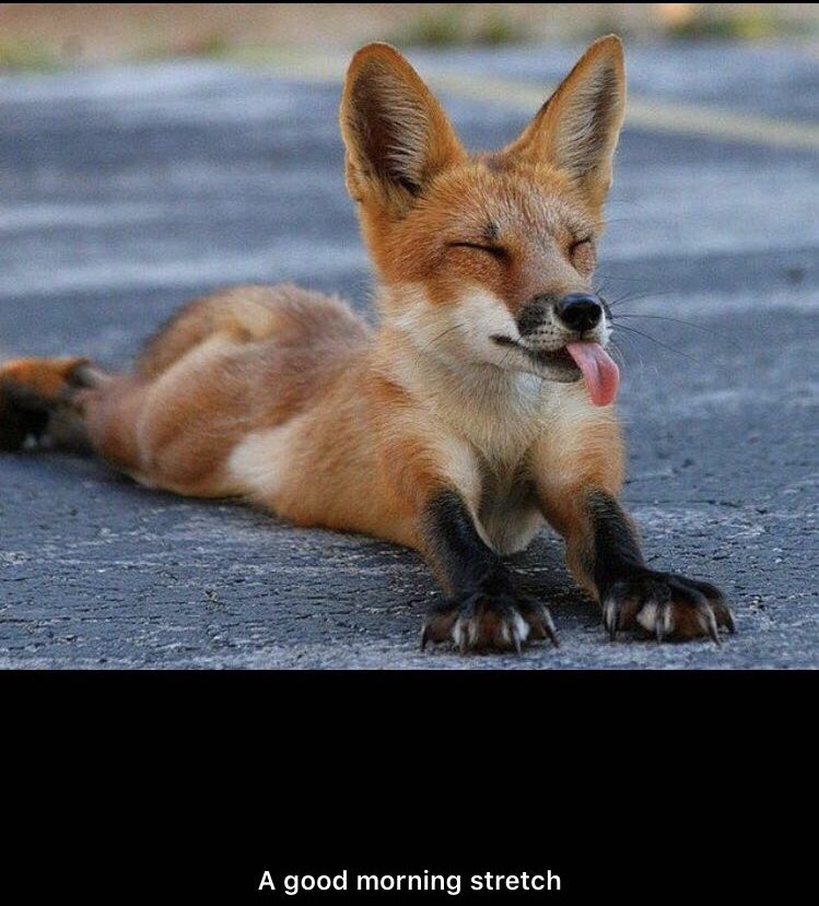 A fox cub having a good morning stretch!