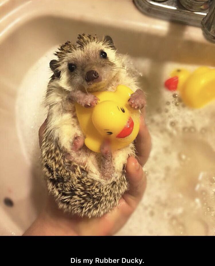 A hedgehog taking a bath with its rubber ducky.