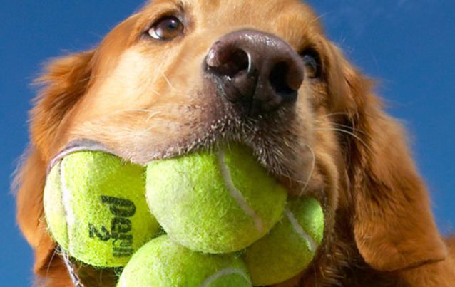dog with lots of tennis balls