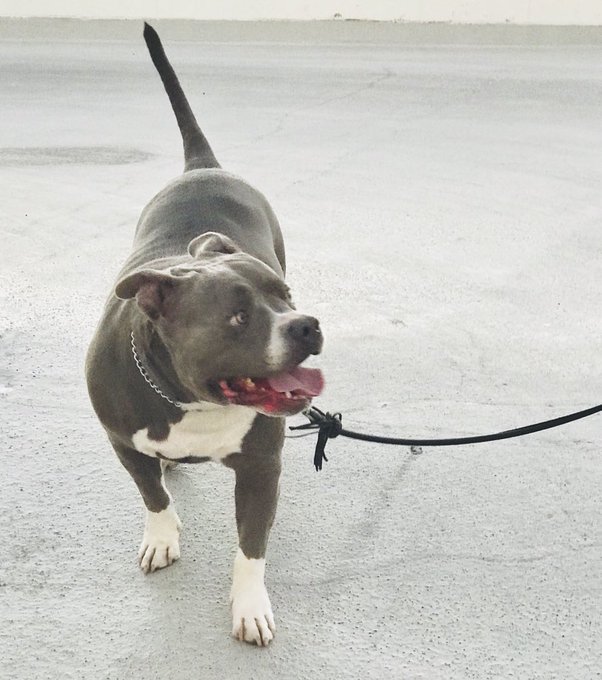 #pitbull #StaffordshireBullTerrier #Staffordshire #bluenose #pitbullsforpornstars https://t.co/z2fCx<a href="/tag/pitbull"class="tags">#pitbull</a><a href="/tag/staffordshirebullterrier"class="tags">#StaffordshireBullTerrier</a><a href="/tag/staffordshire"class="tags">#Staffordshire</a><a href="/tag/bluenose"class="tags"><span>#bluenose</span></a><a href="/tag/pitbullsforpornstars"class="tags"><span>#pitbullsforpornstars</span></a>