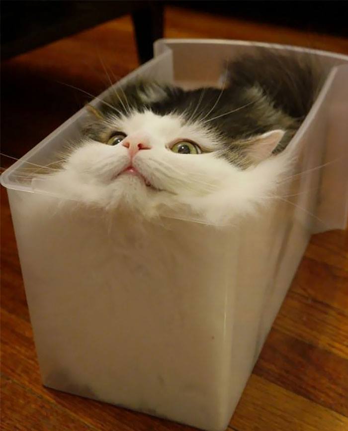 กูพอลล์ tweet media